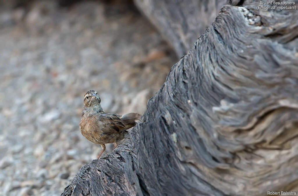 Bruant des rochers