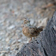 Bruant des rochers