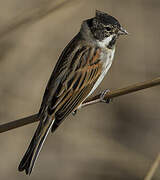 Common Reed Bunting