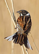 Common Reed Bunting