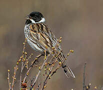 Common Reed Bunting