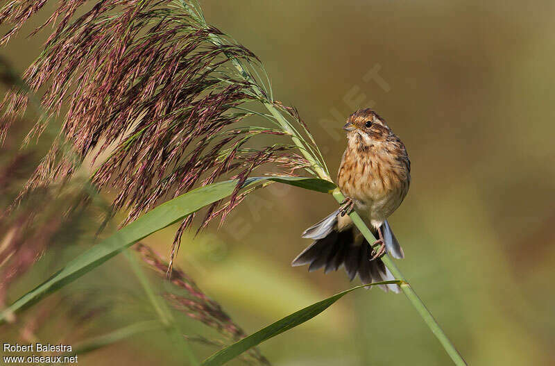 Common Reed BuntingFirst year, pigmentation