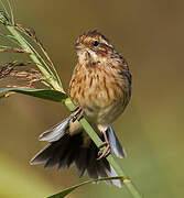 Common Reed Bunting