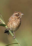 Common Reed Bunting