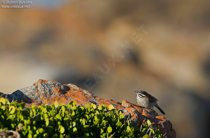 Bruant du Cap