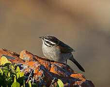 Cape Bunting