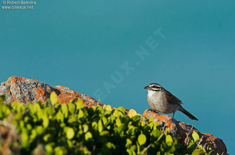 Cape Bunting