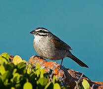 Cape Bunting