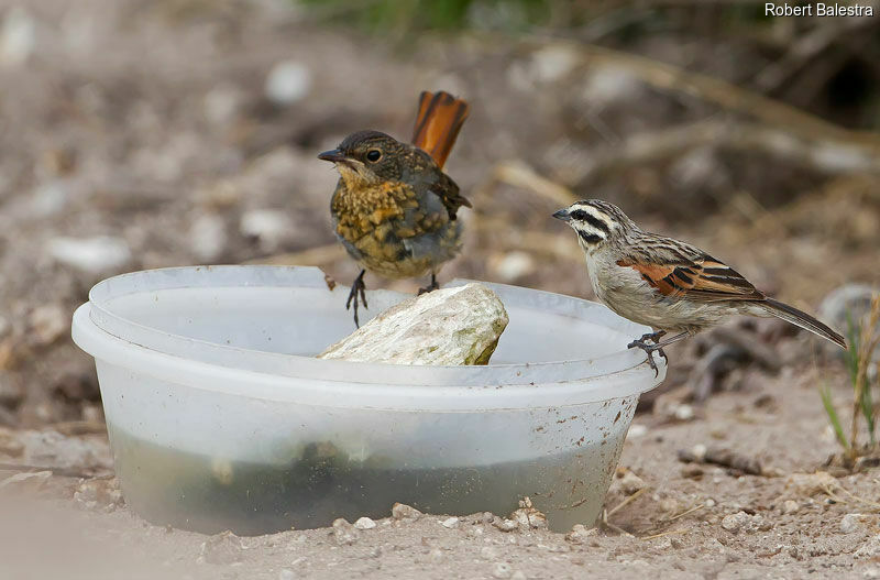 Cape Bunting