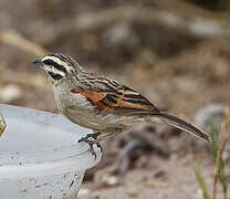 Cape Bunting