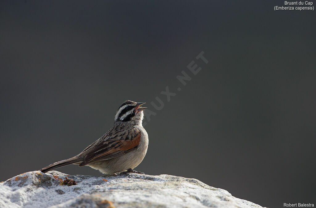 Cape Bunting