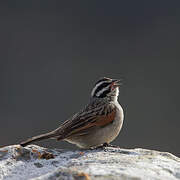 Cape Bunting