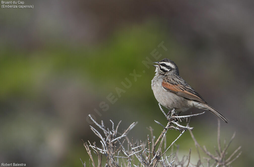 Bruant du Cap