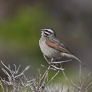 Cape Bunting