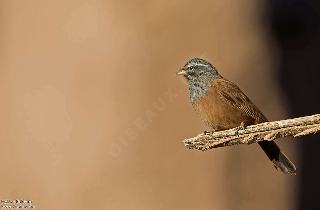 House Bunting male adult, pigmentation, Behaviour