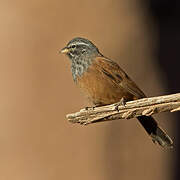 House Bunting