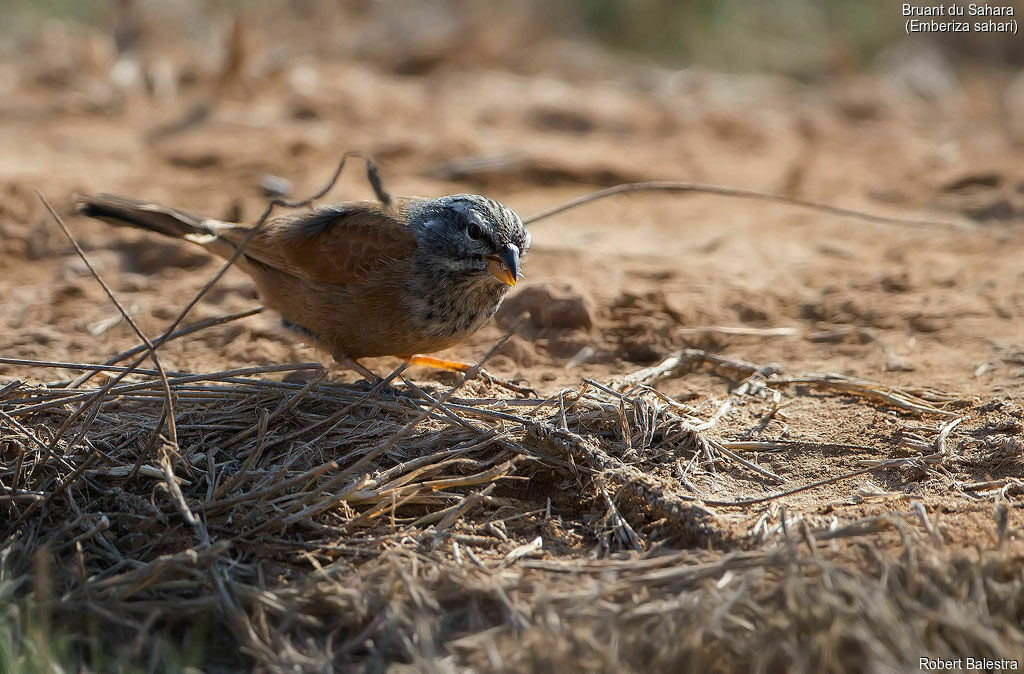 House Bunting