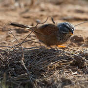 House Bunting