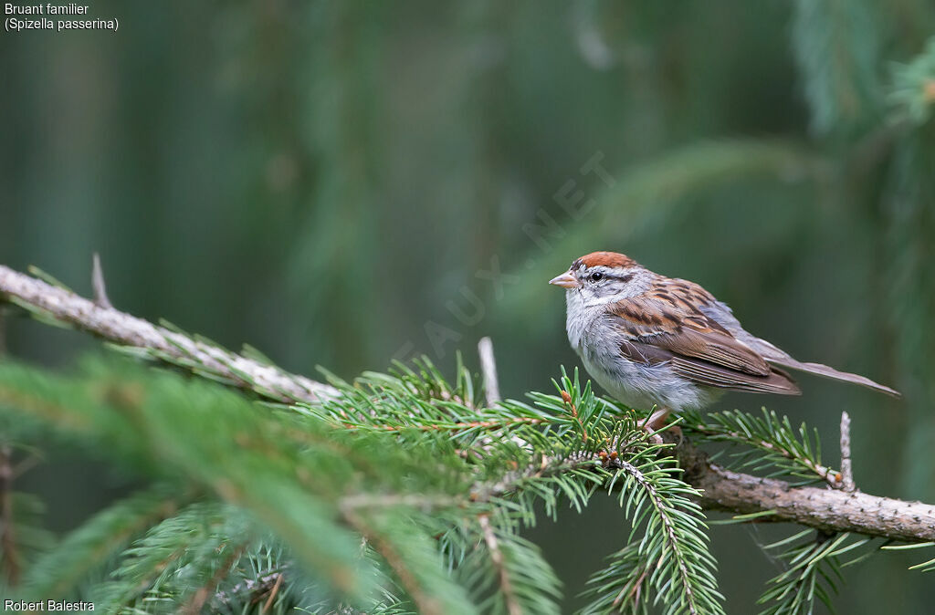 Chipping Sparrow