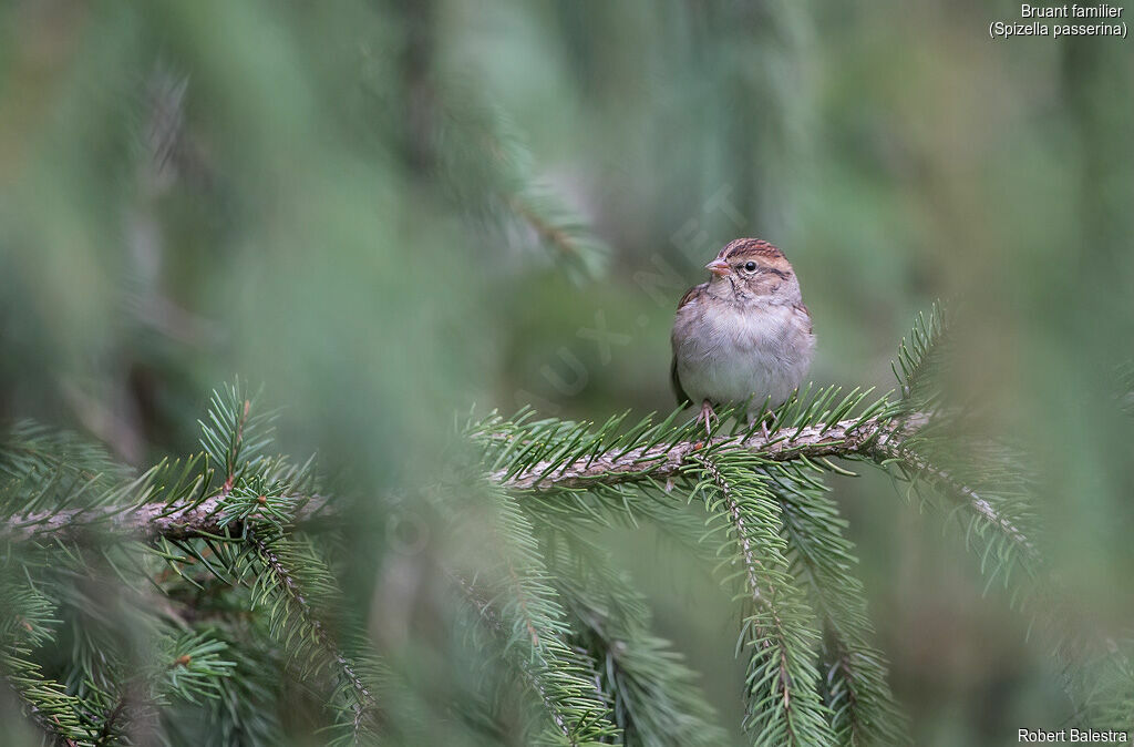 Chipping Sparrow