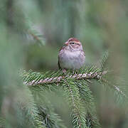 Chipping Sparrow