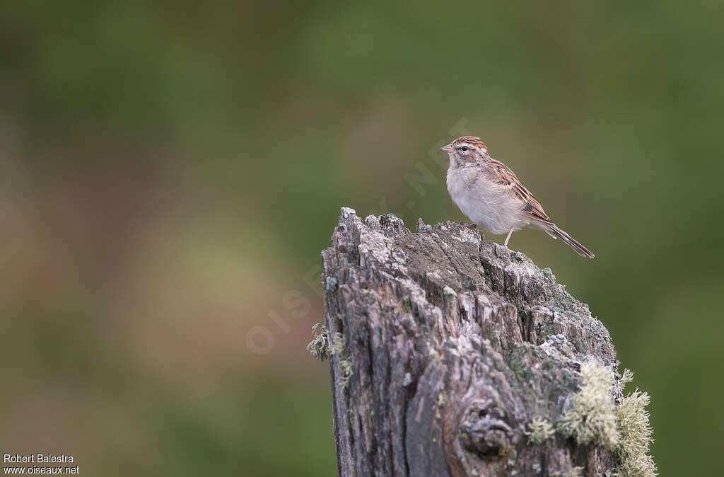 Bruant familierimmature, identification