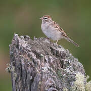 Chipping Sparrow