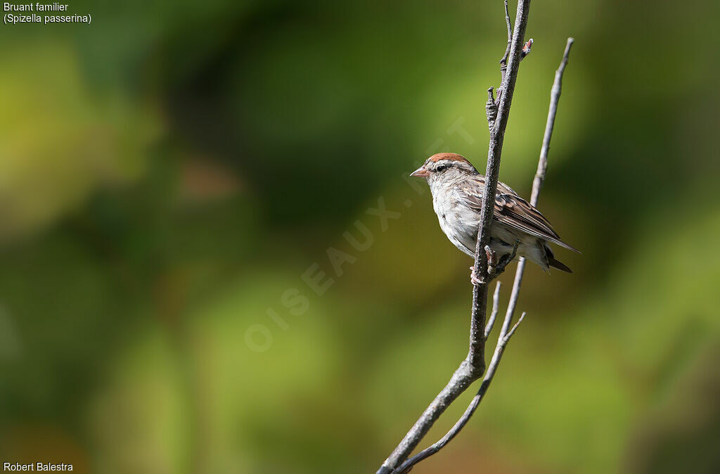 Chipping Sparrow