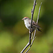 Chipping Sparrow