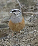 Rock Bunting