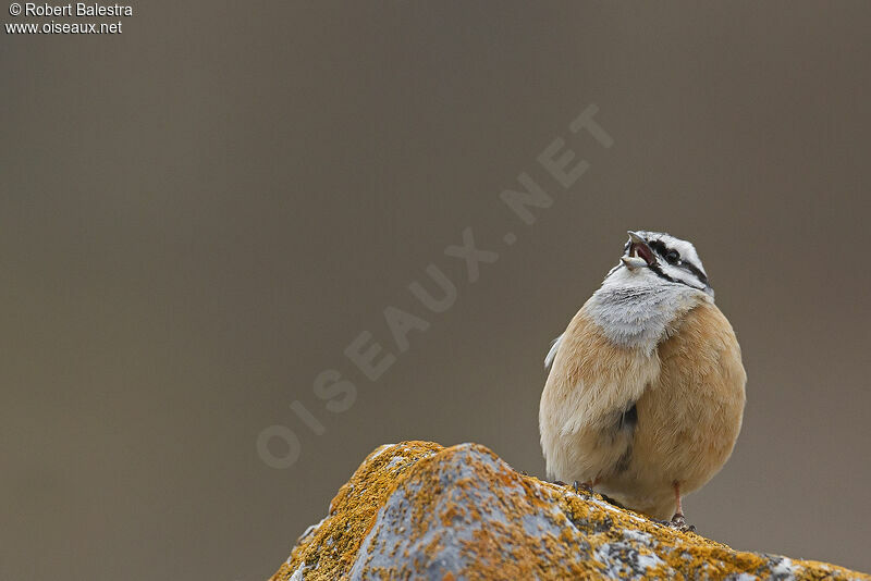 Rock Bunting