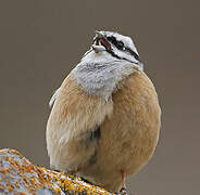 Rock Bunting