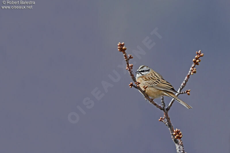 Rock Bunting