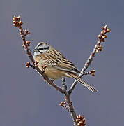 Rock Bunting