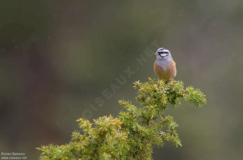 Rock Bunting male adult, habitat