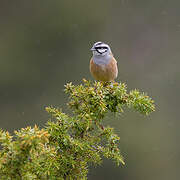 Rock Bunting