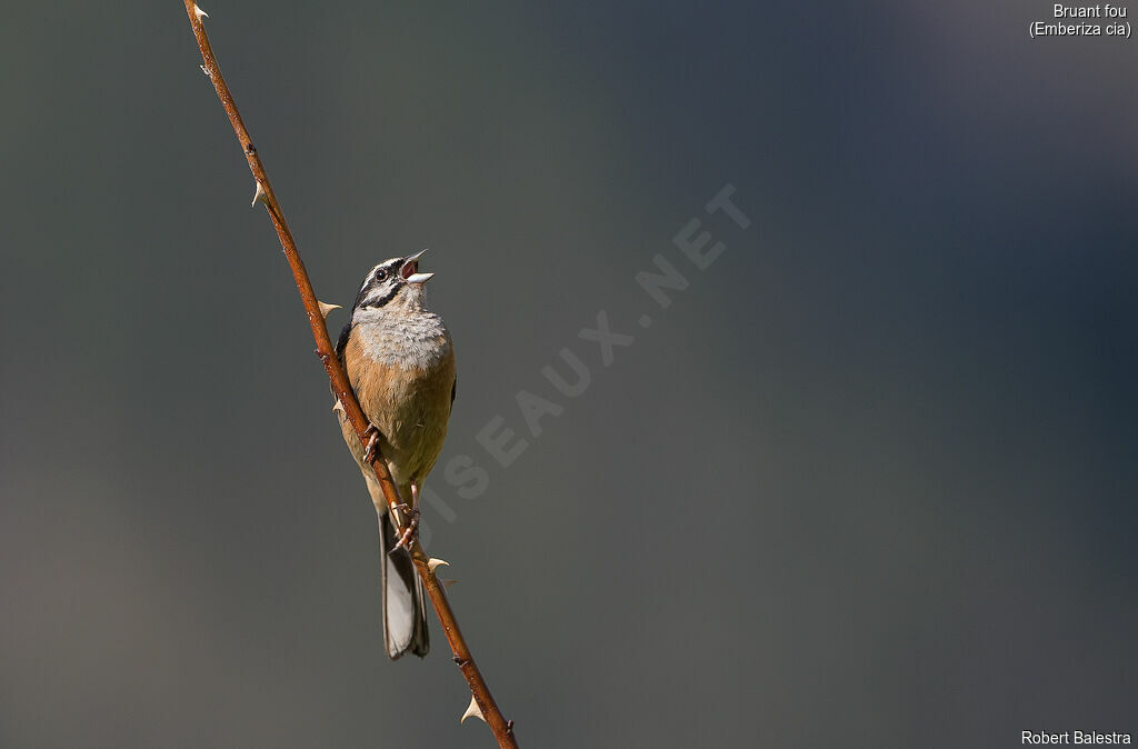 Rock Bunting male