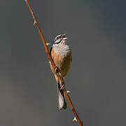 Rock Bunting