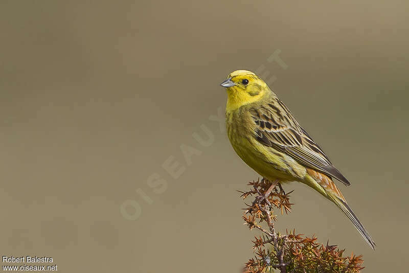 Yellowhammer male adult