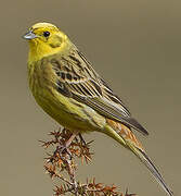 Yellowhammer