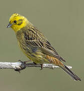 Yellowhammer