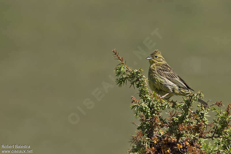 Bruant jaune femelle adulte, identification