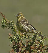 Yellowhammer