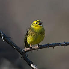 Bruant jaune