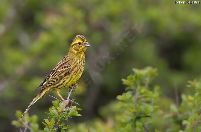 Bruant jaune femelle adulte