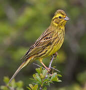 Yellowhammer