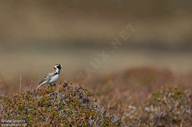 Lapland Longspur male adult breeding, habitat