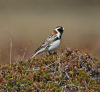 Lapland Longspur