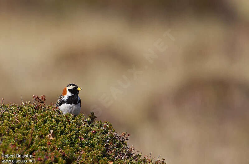 Lapland Longspur male adult, close-up portrait