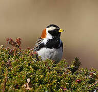 Lapland Longspur